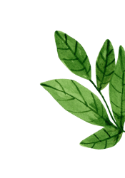 leaf 3